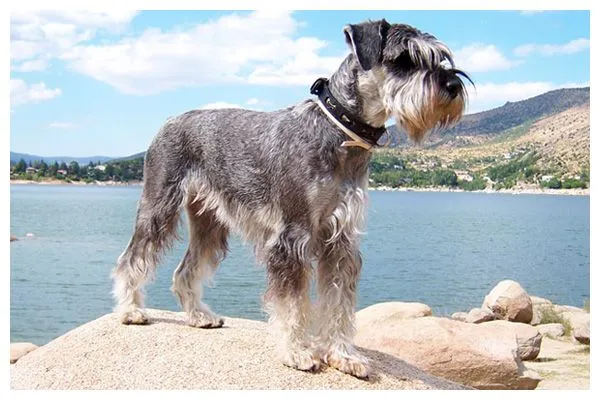 Raza Schnauzer Mediano | AutoGuau