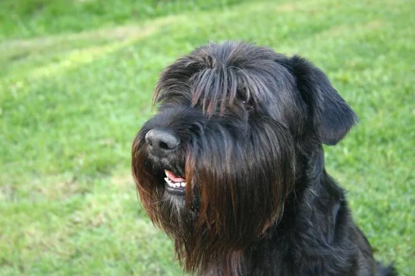 Raza Schnauzer mediano. Fotos de perros Schnauzer mediano