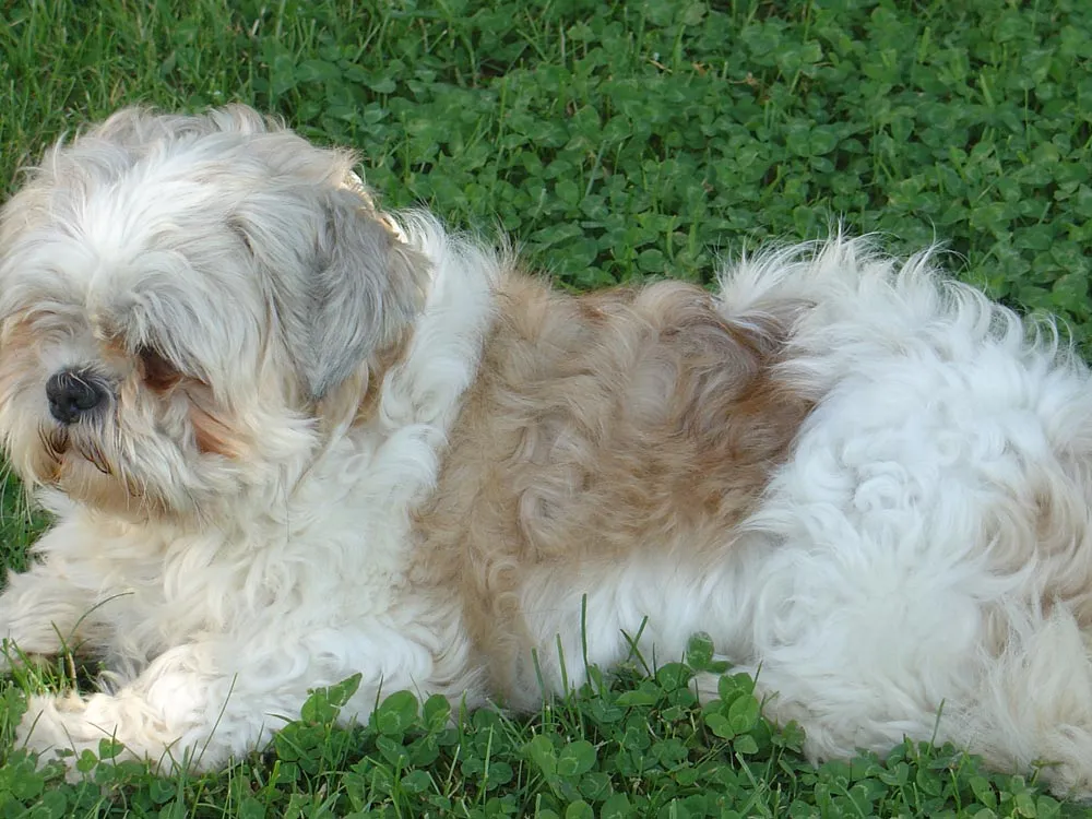 Raza Shih Tzu. Fotos de perros Shih Tzu