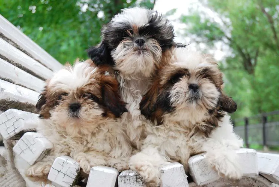 Raza: Shih Tzu | Perros