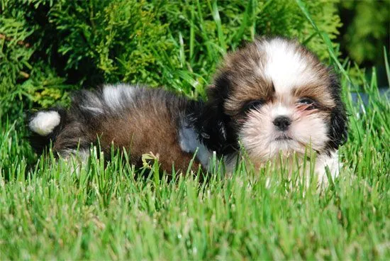 Raza: Shih Tzu | Perros