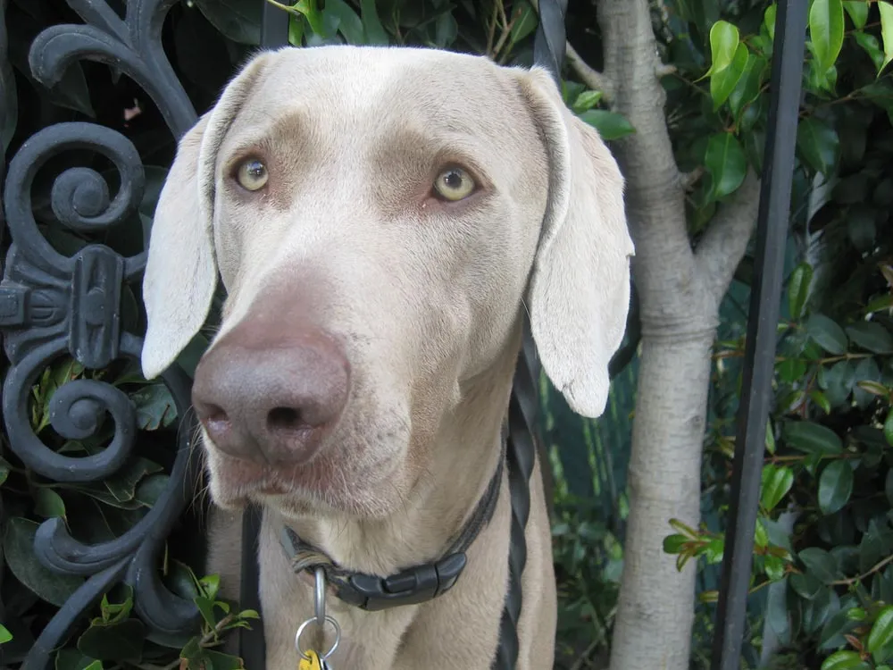 Raza Weimaraner. Fotos de perros Weimaraner