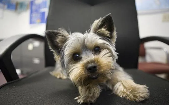 Raza Yorkshire Terrier. Fotos de perros Yorkshire Terrier