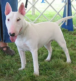 Razas: Bull terrier ingles | Todo sobre perros | Razas de perros ...