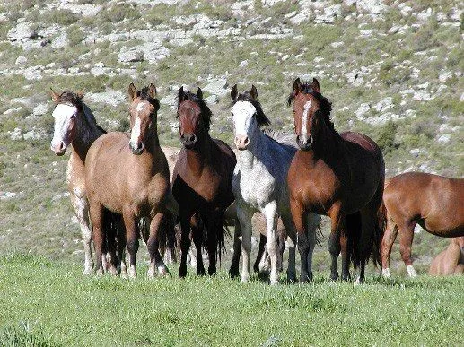 RAZAS DE CABALLO: Caballo Criollo