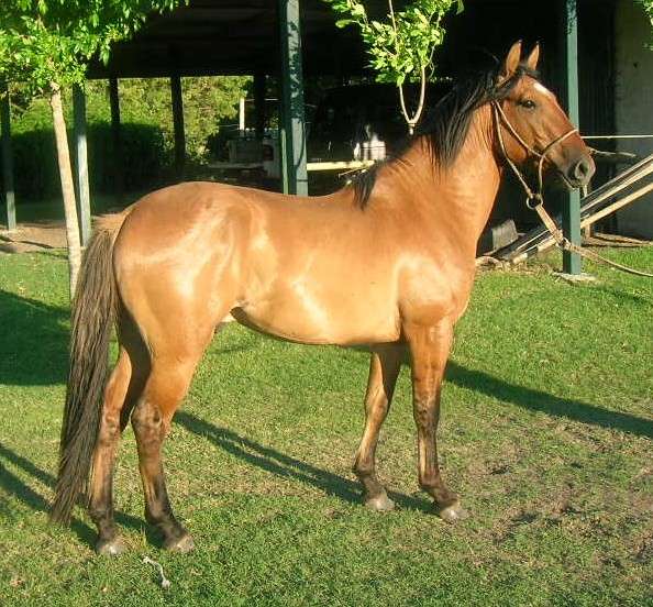 RAZAS DE CABALLO: Caballo Criollo