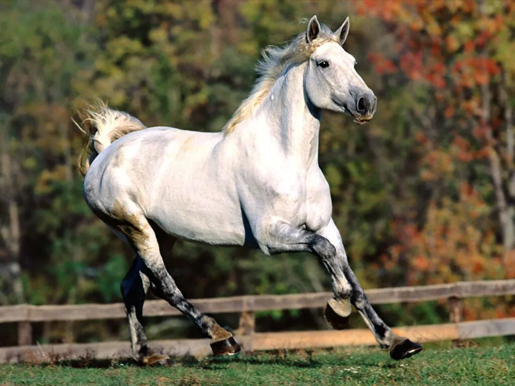 Razas de caballos (Historia y caracteristicas) - Taringa!