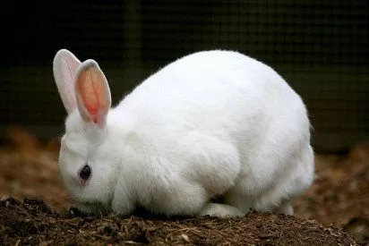 Las diferentes razas de conejo | Cuidar de tu mascota es facilisimo.
