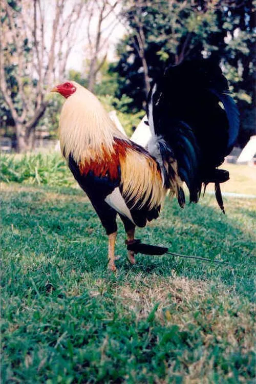 RAZAS | CONOZCA TODO LO RELACIONADO CON LOS GALLOS DE COMBATE