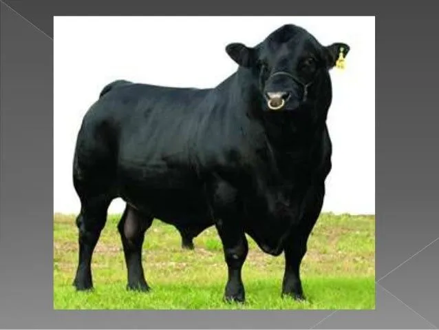 razas-de-ganado-ppt-3-638.jpg? ...