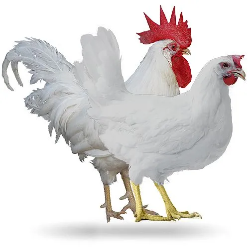 Razas de Gallinas