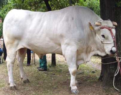 Razas de Ganado Bovino