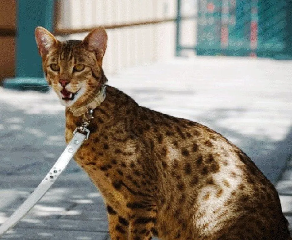 razas de gatos sin pelo | Cuidar de tu gato es facilisimo.