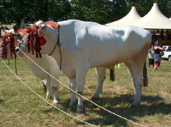 Razas italianas de bovinos: Chianina