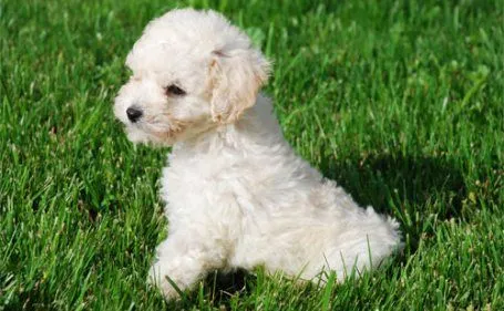 Razas de perro: French Poodle o Caniche | Blogope