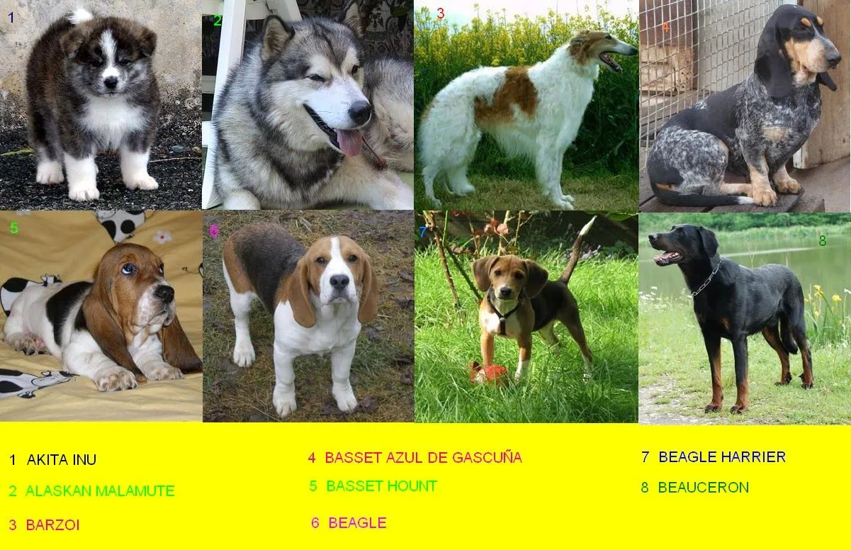 Nombres De Razas De Perros 90850 | ZBSOURCE