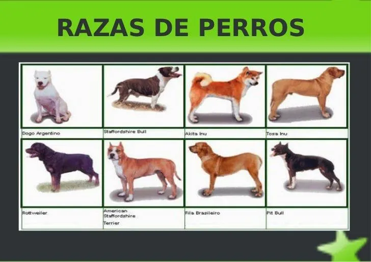 Razas de perros