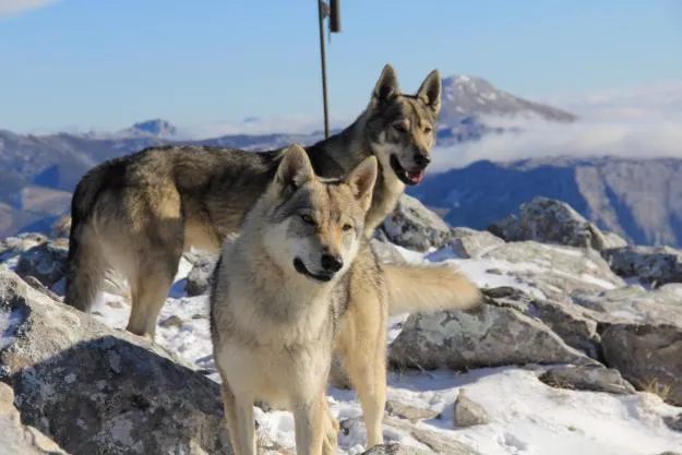 razas de perros: 39-PERRO LOBO DE CHECOSLOVAQUIA