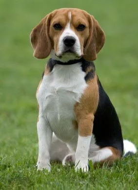 Razas de Perros. El Beagle | Mi mundo Animal,perros,fotos,articulos de ...