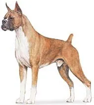 Las Razas de Perros: Boxer (Deutscher Boxer)