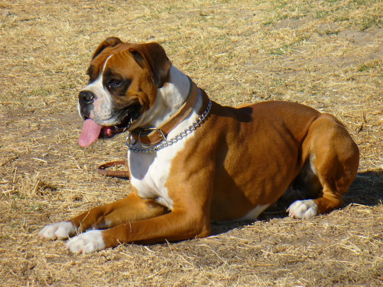 Razas De Perros: Boxer - Taringa!
