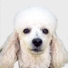 Razas de perros - El Caniche (o Poodle)