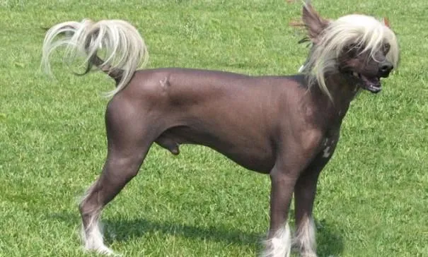 Razas de perros curiosas