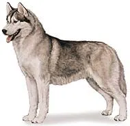 Las Razas de Perros: Husky Siberiano (Siberian Husky)