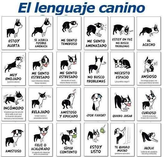 Razas de Perros Medianos