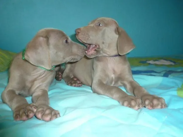 Razas de perros con ojos claros - Imagui