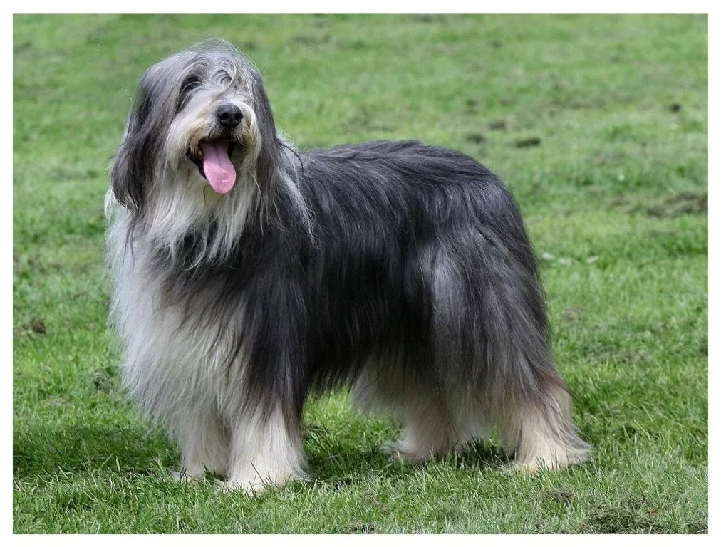 razas perros peludos pequenos (2) | Cuidar de tu perro es facilisimo.