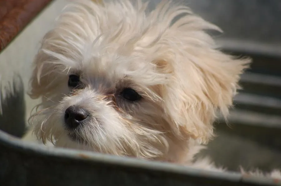 razas perros peludos pequenos | facilisimo.com