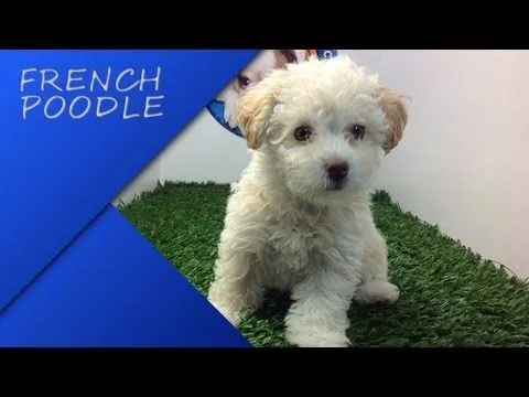 Razas De Perros Pequeos French Poodle | Home Decoration