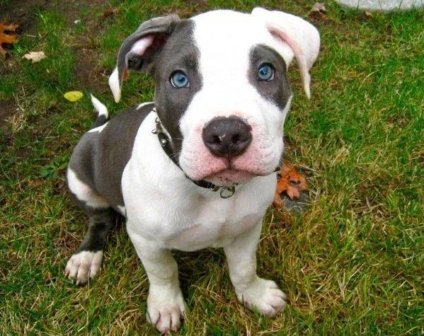 Razas de perros : Pitbull blue