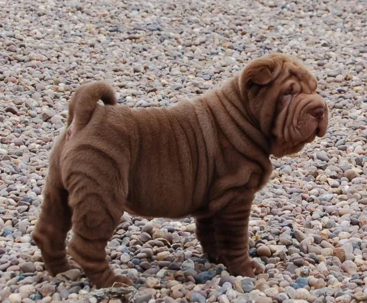 RAZAS DE PERROS: SHAR PEI