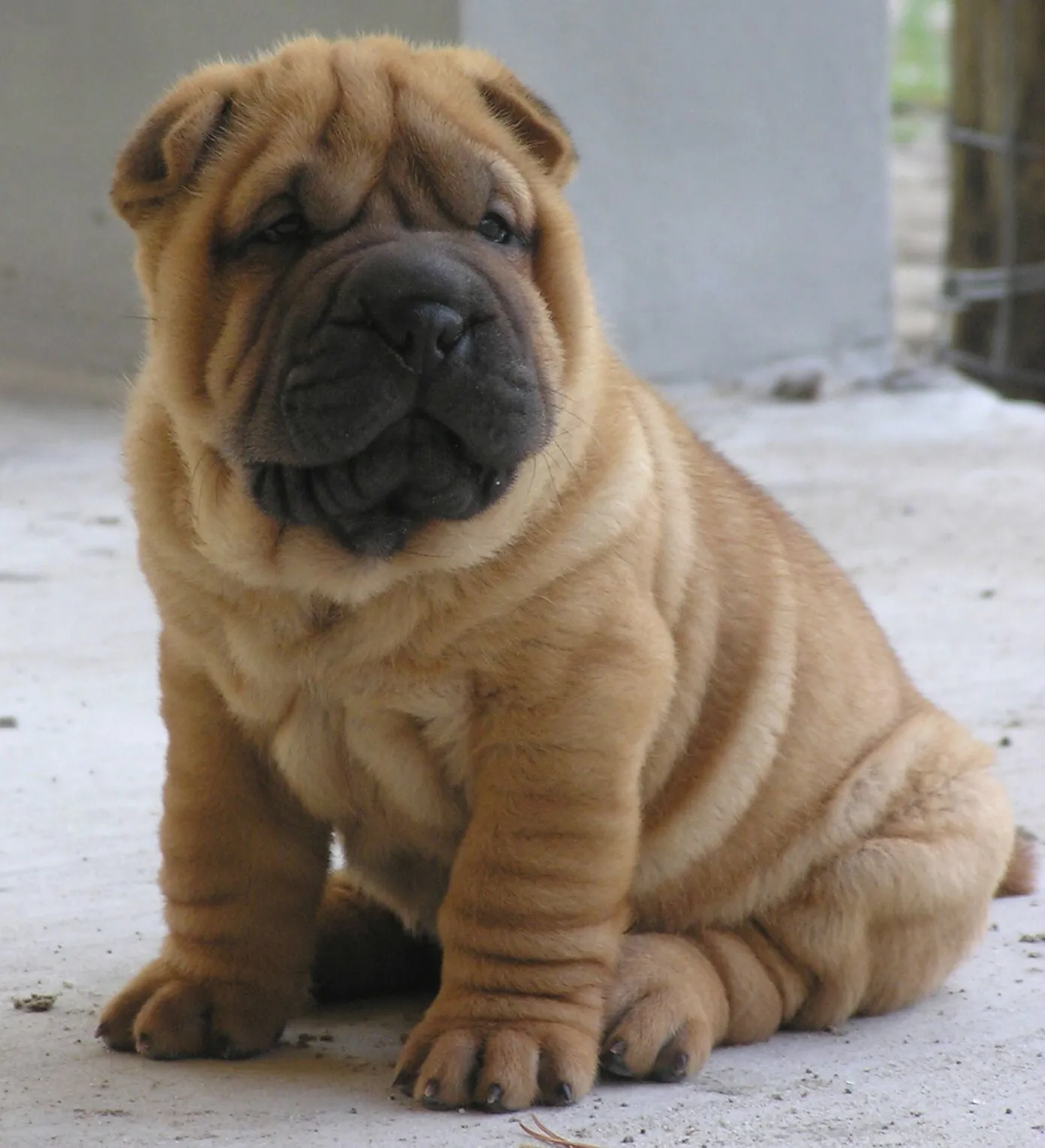 Razas: Shar Pei | Todo sobre perros | Razas de perros | Juegos ...