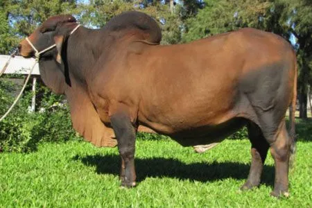 Razas de toros brahman - Imagui