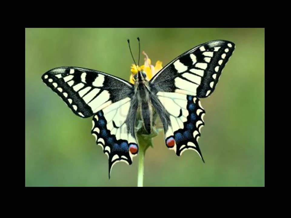 Reales mariposas 2 - YouTube