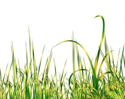 Realistic Green Grass Vector illustration - Ai, Svg, Eps Vector ...