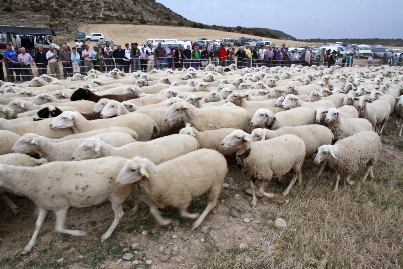 Los rebaños de ovejas llegan a Las Bardenas | dosydosmagazine