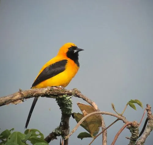 Recent Uploads tagged yellowbackedoriole, with geodata