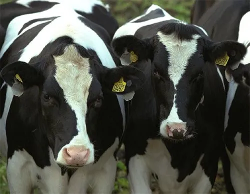 Rechazo a las carnes y derivados de animales clonados