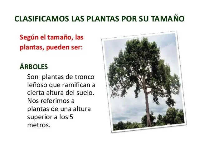 reconociendo-las-plantas-y-sus ...