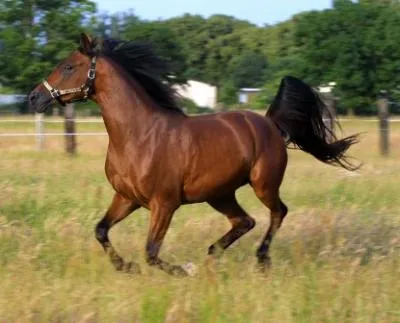 Recorrerá el Magreb a caballo para demostrar a los occidentales que ...