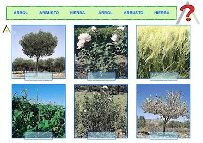 recursos para 1º ciclo de primaria - ISANAJI: Tipos de plantas