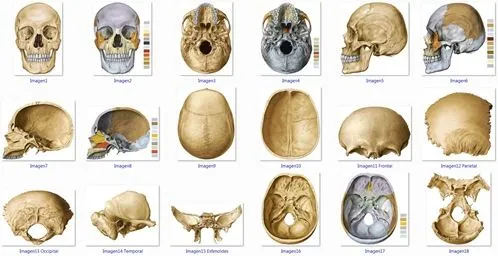 Recursos Academicos FOUES: Imagenes de Huesos del Craneo