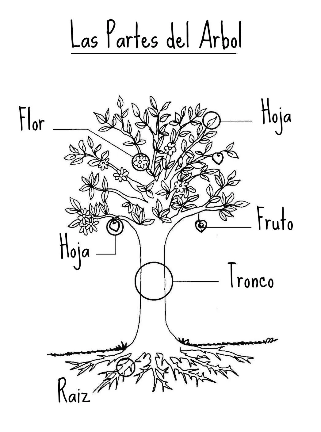 RECURSOS y ACTIVIDADES para Educación Infantil: Las Partes de las PLANTAS y  ARBOLES