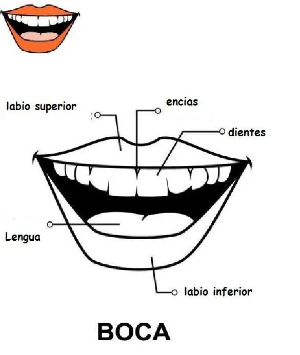 RECURSOS EDUCACION INFANTIL: Vocabulario: PARTES DE LA CARA