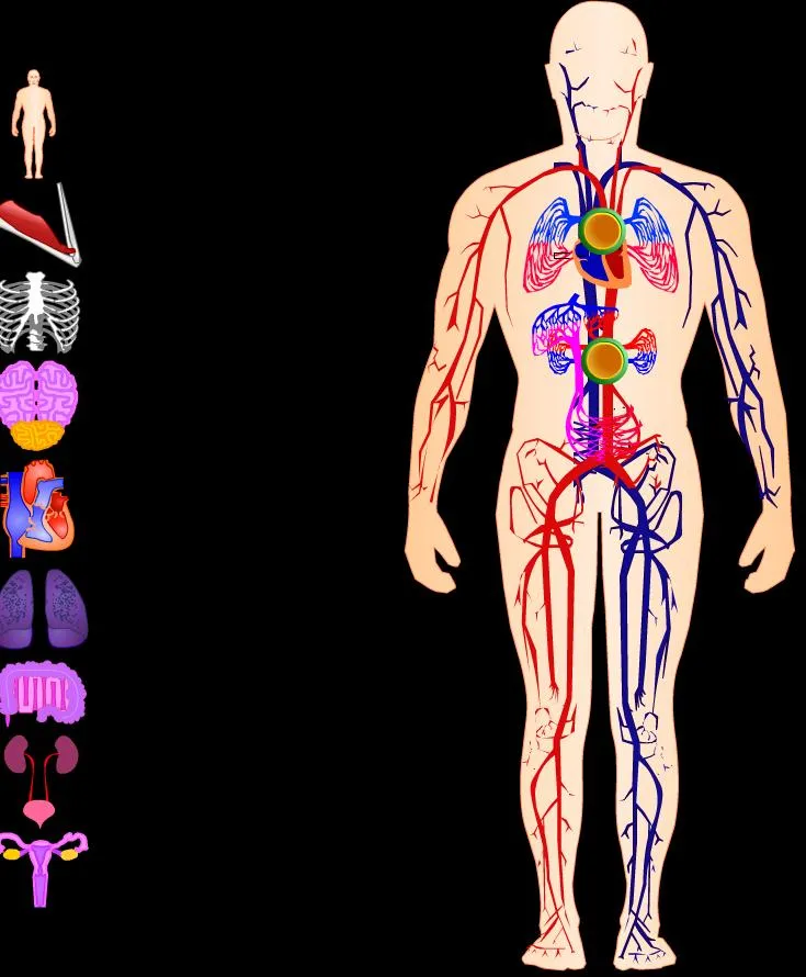 Recursos educativos > Tag > musculos - Didactalia: material educativo