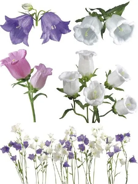 Recursos Photoshop Llanpac: Coleccion de clipart de flores para ...